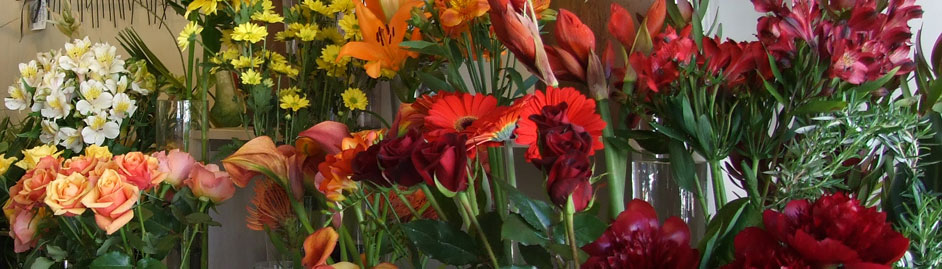 Amaryllis Florists Dunedin New Zealand